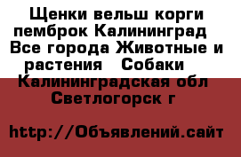 Щенки вельш корги пемброк Калининград - Все города Животные и растения » Собаки   . Калининградская обл.,Светлогорск г.